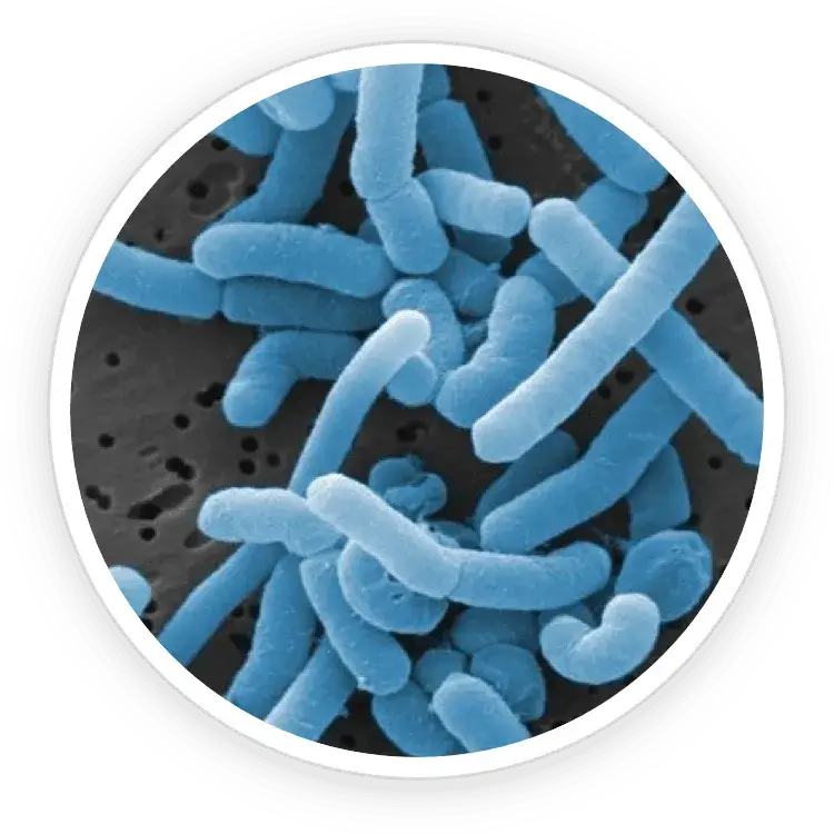 Illustration of beneficial oral probiotic bacteria