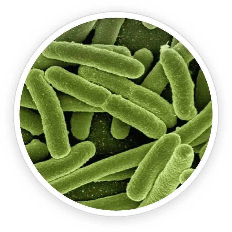 Illustration of good bacteria supporting oral health